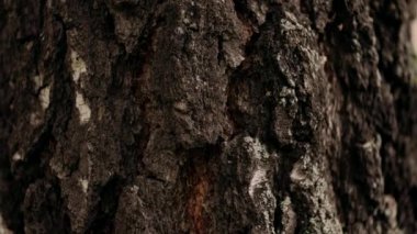 Kara huş ağacı kabuğu yuvarlak planı