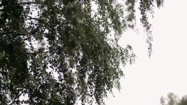 Bir huş ağacının yaprakları gökyüzüne karşı hışırdar rüzgarda