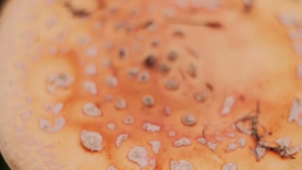 Cogumelos Outono Crescem Grama Morta Verde — Vídeo de Stock