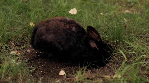 Zwarte Konijn Buiten Natuur — Stockvideo