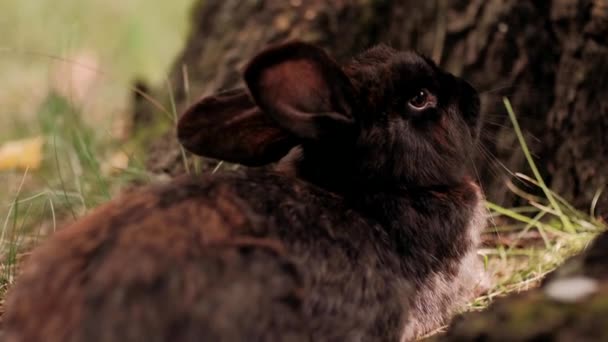 Svart Kanin Utomhus Naturen — Stockvideo
