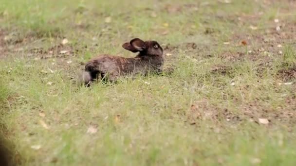 Schwarzes Kaninchen Freier Natur — Stockvideo