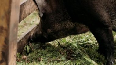 Yaban domuzu yemek yiyor. Kıllı yaban domuzu ağılda yiyecek yiyor. Yaban domuzunun siyah benekli beyaz saçları vardır.