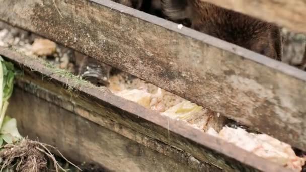 Αγριογούρουνο Τρώει Τριχωτό Αγριογούρουνο Τρώει Φαγητό Στο Μαντρί Αγριογούρουνο Έχει — Αρχείο Βίντεο
