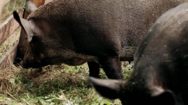 Everzwijn Eet Voedsel Het Harige Everzwijn Eet Voedsel Pen Het — Stockvideo