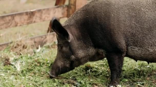 Wildschweine Fressen Nahrung Das Behaarte Wildschwein Frisst Nahrung Auf Dem — Stockvideo