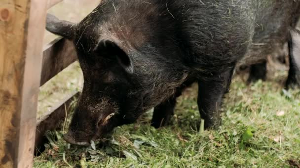 Cinghiale Sta Mangiando Cibo Cinghiale Peloso Sta Mangiando Cibo Sulla — Video Stock