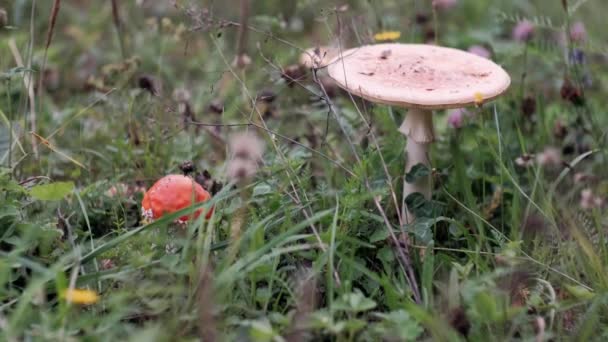 Setas Otoño Crecen Hierba Verde Muerta — Vídeos de Stock