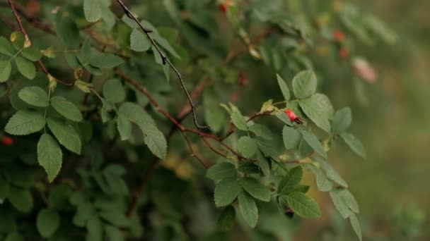 Rosa Mosqueta Vermelha Com Folhas Verdes Arbusto Quadril Rosa Floresta — Vídeo de Stock