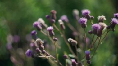  Burdock salınımı. Dallar rüzgardan sallanıyor açık havada, güzel havada.