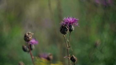  Burdock salınımı. Dallar rüzgardan sallanıyor açık havada, güzel havada.
