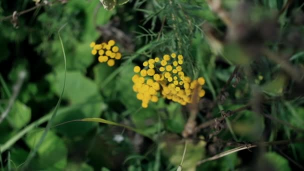 Herbe Verte Oscille Dans Vent Par Temps Clair Ensoleillé — Video