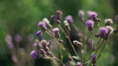  Burdock salınımı. Dallar rüzgardan sallanıyor açık havada, güzel havada.