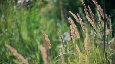 Açık güneşli havada rüzgarda yeşil çimenler sallanıyor.