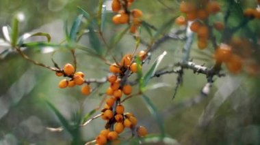 Ağaçta asılı duran olgun deniz dikenli üzümleri.