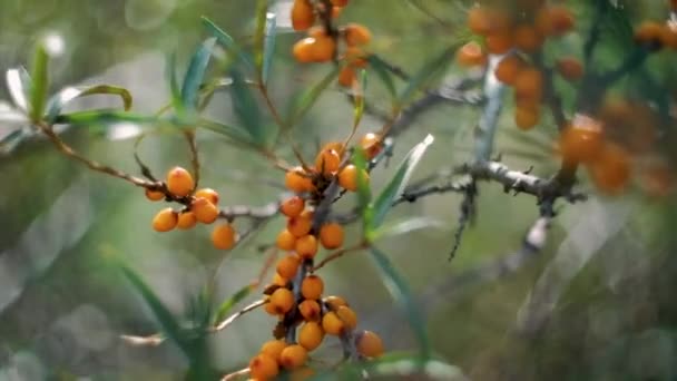 Beautiful Ripe Sea Buckthorn Berry Bunch Hanging Tree — Stock Video