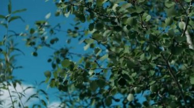 Mavi gökyüzüne karşı bir ağaçta yeşil yapraklar