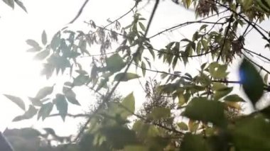 Sonbahar yaprakları rüzgarda sallanıyor güneşli güzel bir gün