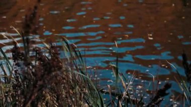 Suyun arka planında sonbahar sazlıkları