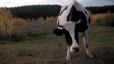İnek kameraya bakıp kokluyor. Güneşli bir günde yeşil çayırda inek otluyor. Çiftçilik kavramı.