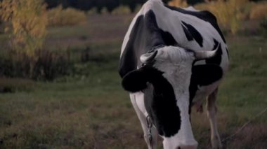 İnek kameraya bakıp kokluyor. Güneşli bir günde yeşil çayırda inek otluyor. Çiftçilik kavramı.