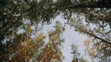 Sonbahar ağaçlarının taçları gökyüzüne karşı