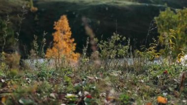 Sonbahar yaprakları rüzgarda sallanıyor güneşli güzel bir gün