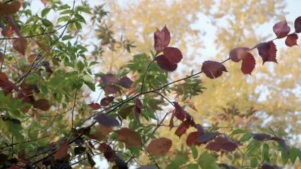 Podzimní Listí Houpe Větru Slunečný Krásný Den — Stock video