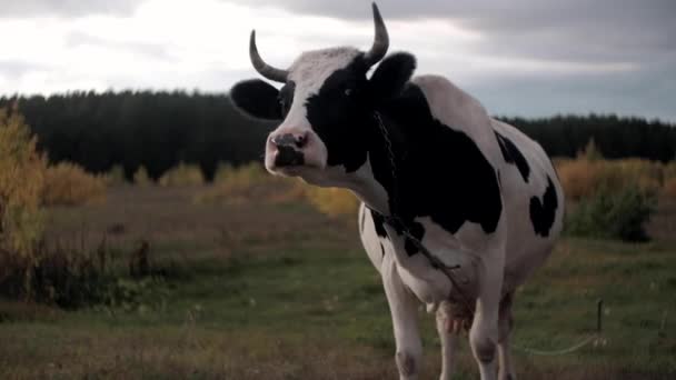 Krowa Patrzy Kamerę Wącha Krowa Pasąca Się Zielonej Łące Słoneczny — Wideo stockowe