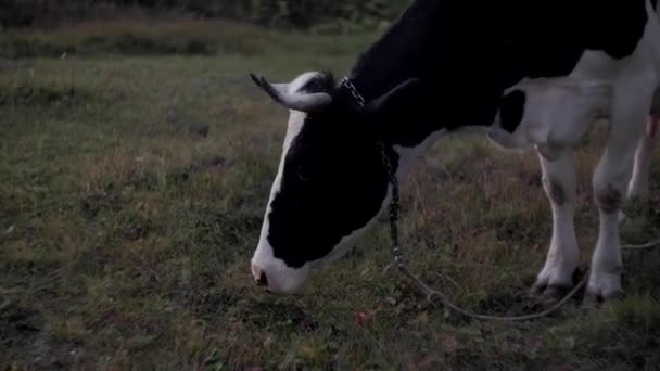 Koe Kijkt Camera Ruikt Eraan Koe Grazen Groene Weide Een — Stockvideo