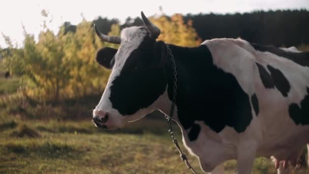 牛はカメラを見て嗅いでる 晴れた日には緑の牧草地で牛の放牧 農業の概念 — ストック動画