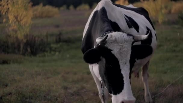 Koe Kijkt Camera Ruikt Eraan Koe Grazen Groene Weide Een — Stockvideo