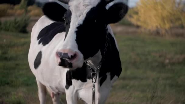 牛はカメラを見て嗅いでる 晴れた日には緑の牧草地で牛の放牧 農業の概念 — ストック動画