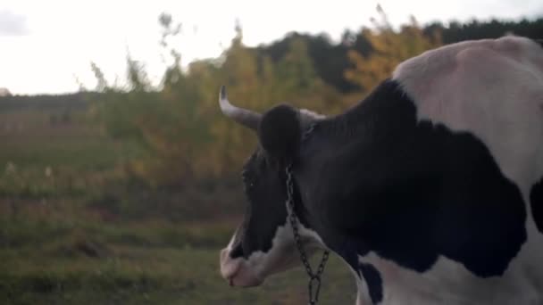 Krowa Patrzy Kamerę Wącha Krowa Pasąca Się Zielonej Łące Słoneczny — Wideo stockowe