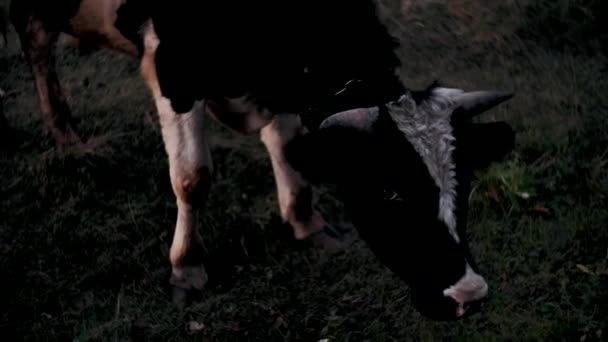 Die Kuh Blickt Die Kamera Und Schnuppert Daran Kühe Grasen — Stockvideo
