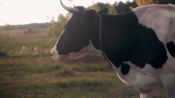 Krowa Patrzy Kamerę Wącha Krowa Pasąca Się Zielonej Łące Słoneczny — Wideo stockowe