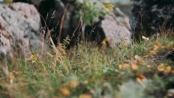 Herfst Bladeren Zwaaien Wind Zonnige Mooie Dag — Stockvideo