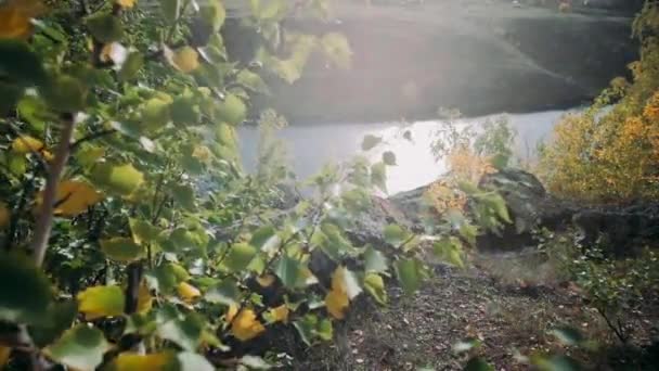 Automne Feuilles Balancent Dans Vent Ensoleillé Belle Journée — Video