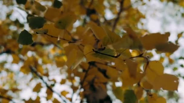 Automne Feuilles Balancent Dans Vent Ensoleillé Belle Journée — Video