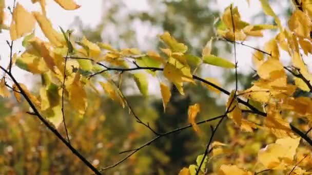 Herfst Bladeren Zwaaien Wind Zonnige Mooie Dag — Stockvideo