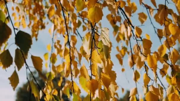 Outono Deixa Oscilação Vento Ensolarado Belo Dia — Vídeo de Stock