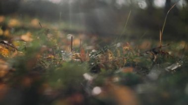 Sonbahar yaprakları rüzgarda sallanıyor güneşli güzel bir gün