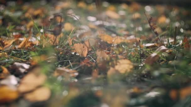 Φθινοπωρινά Φύλλα Λικνίζονται Στον Άνεμο Ηλιόλουστη Όμορφη Μέρα — Αρχείο Βίντεο