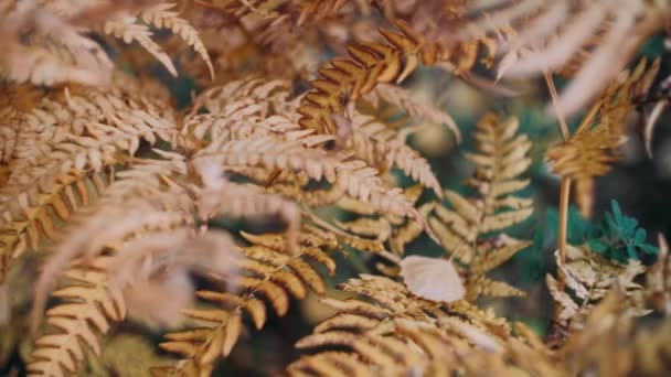 Φθινοπωρινά Φύλλα Λικνίζονται Στον Άνεμο Ηλιόλουστη Όμορφη Μέρα — Αρχείο Βίντεο