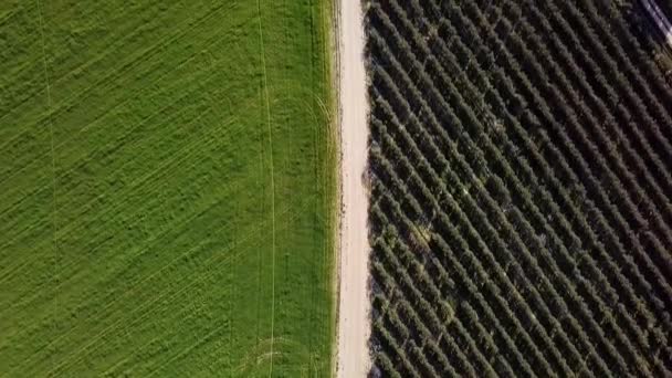 Aerial View Drone Sand Road Green Grass Field Olive Trees — Stock Video