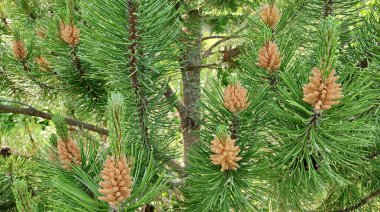 Kozalaklı dağ çamı