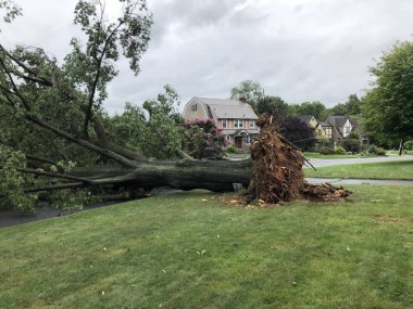 Fırtınada. Koca bir Gus bu adamı yere serdi.. 