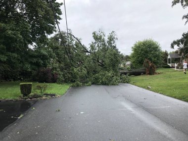 Doğanın çirkin tarafı. Ağaç güçlü rüzgarlar tarafından elektrik hatlarına savruldu.. 