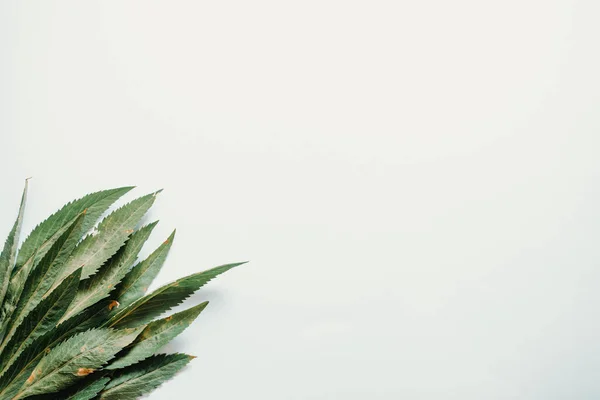 Some long green leaves over a white background