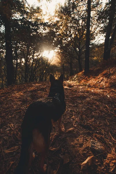 A black dog looking to the infinity in the middle of the forest